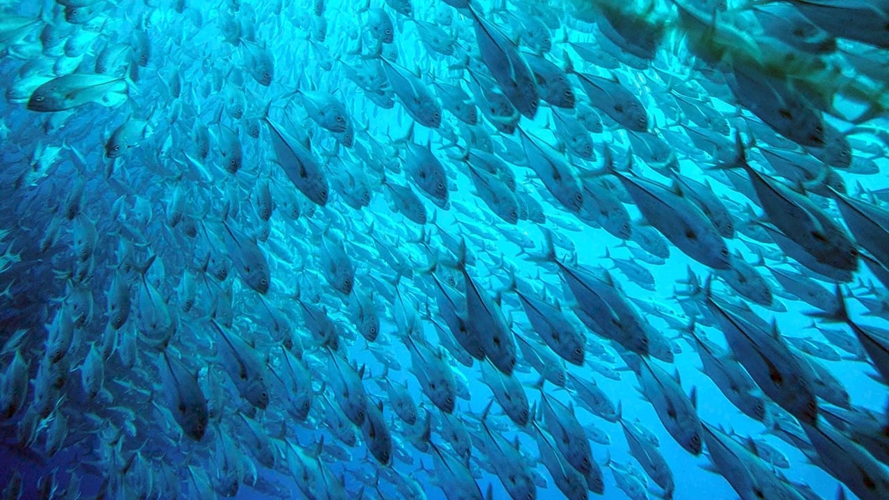 A large school of bigeye trevally